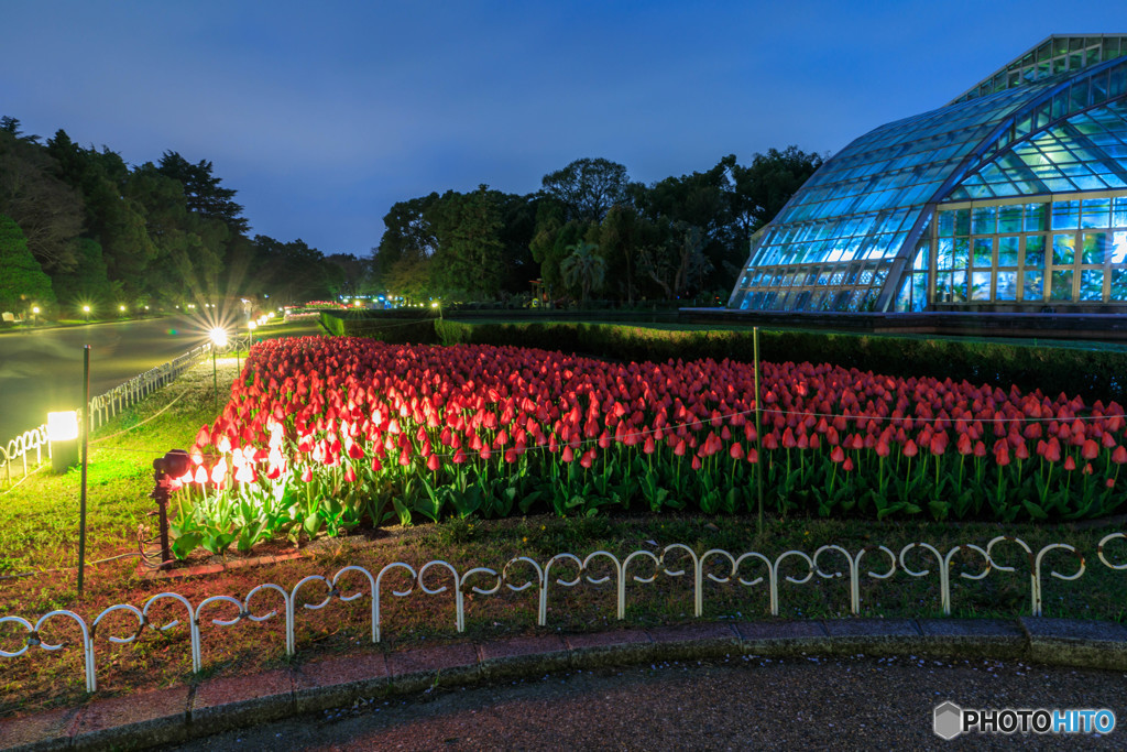 京都府立植物園ライトアップ２