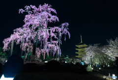 東寺夜桜ライトアップ