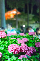 三室戸寺の紫陽花⑥