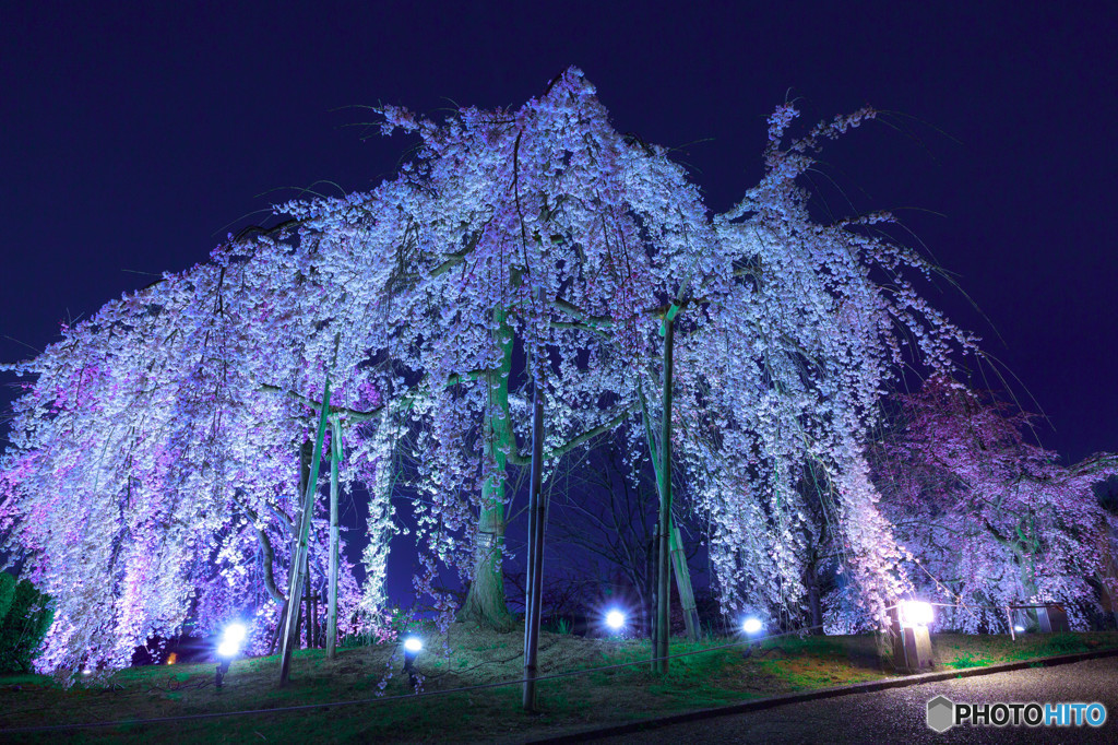 宇治市植物公園 枝垂れ桜ライトアップ16 By まめさび Id 写真共有サイト Photohito