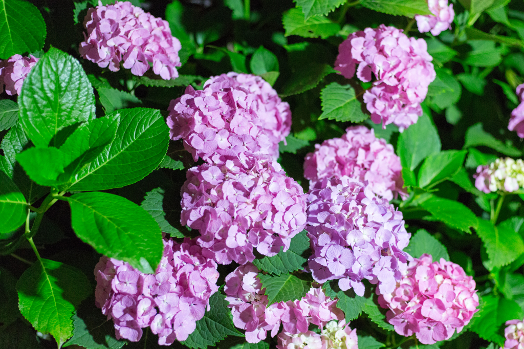 三室戸寺の紫陽花②