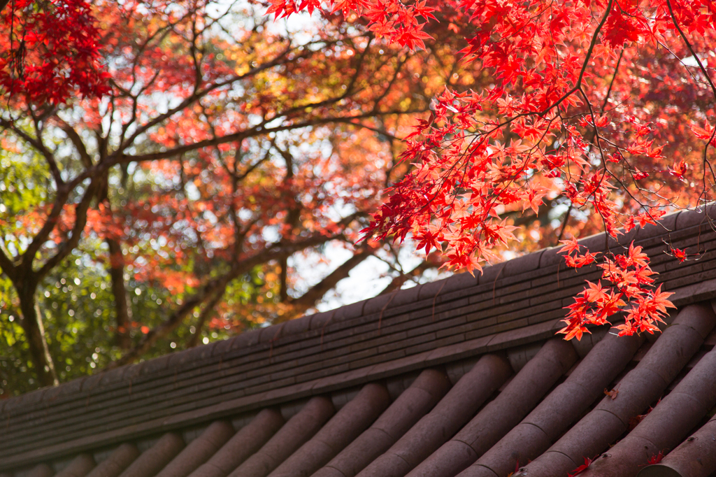 高雄　西明寺2