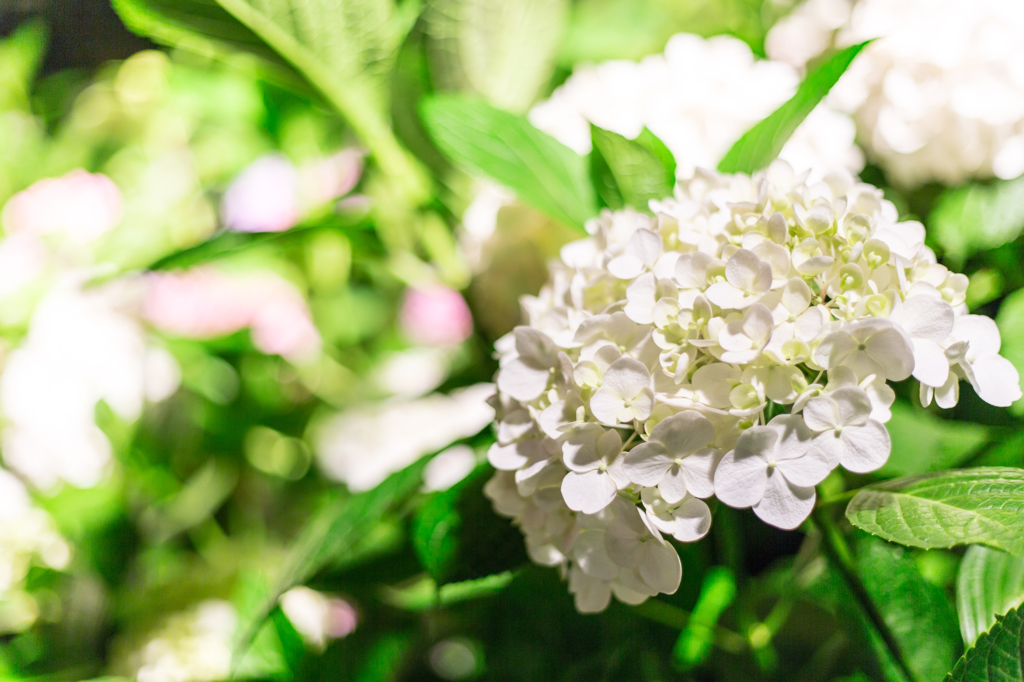 三室戸寺の紫陽花⑦