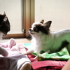 ベニヲたん　２４
