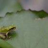 げこげこー