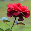 秋薔薇