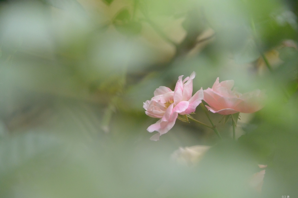 秋薔薇