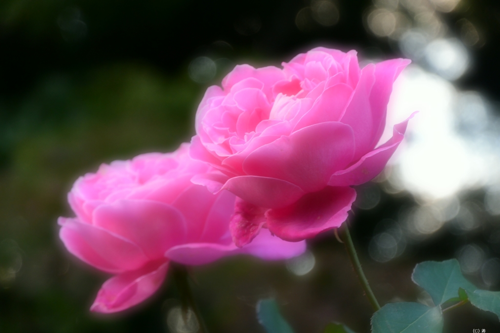 秋薔薇