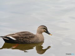 鳥さん