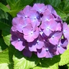 紫陽花