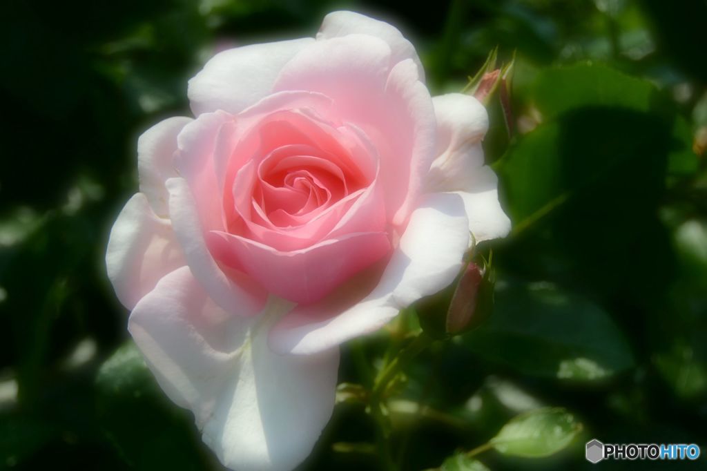 薔薇