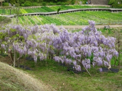 藤の花