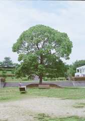 77520021