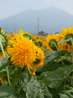 筑波山の麓で咲く