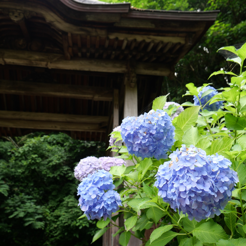 山陰の紫陽花寺