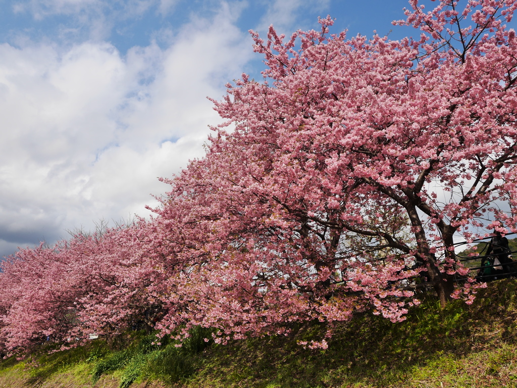 雄大に・河津桜