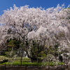 六義園しだれ桜