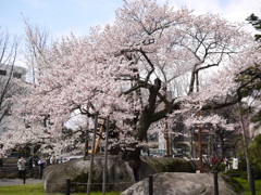 石割桜