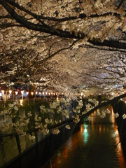 目黒川の夜桜