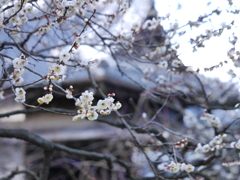 咲きかけた花