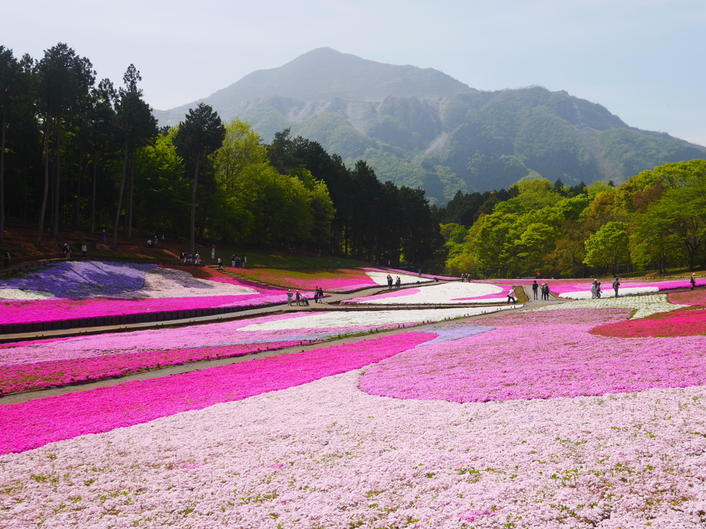 花の絨毯