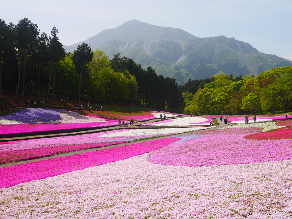 花の絨毯