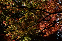 紅葉