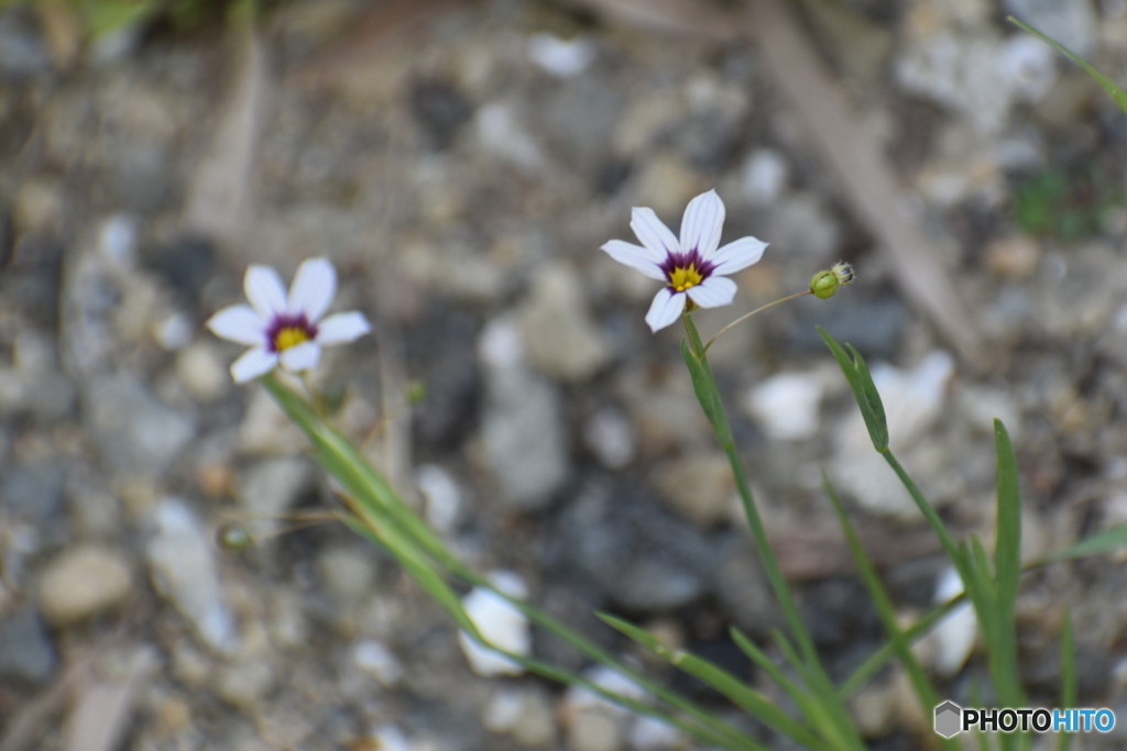 左右の花～(^^♪。