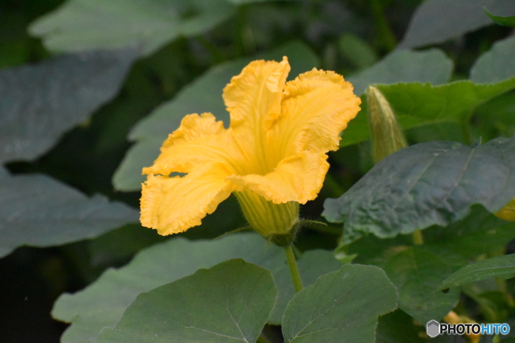 黄色い花～(^^♪。