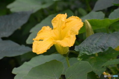 黄色い花～(^^♪。