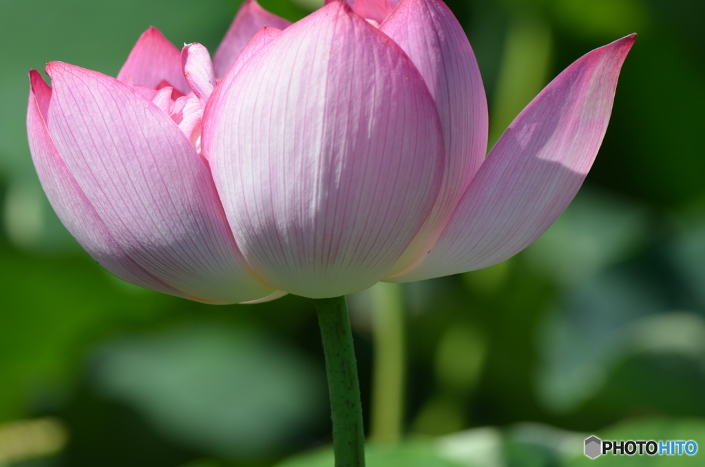 ハスの花、フォーエバー。