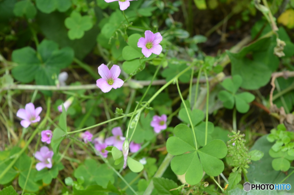 ムラサキカタバミの花。