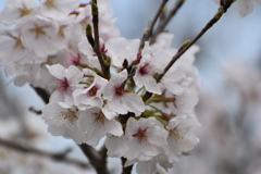 桜のしずく～(^^♪。