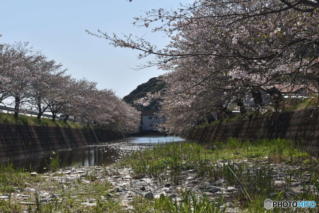 散りかけですが。