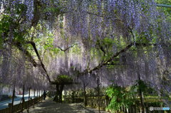 トンネル藤の花。