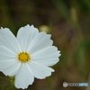 白いコスモス。