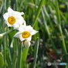 スイセンの花