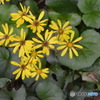 ツワブキの花。