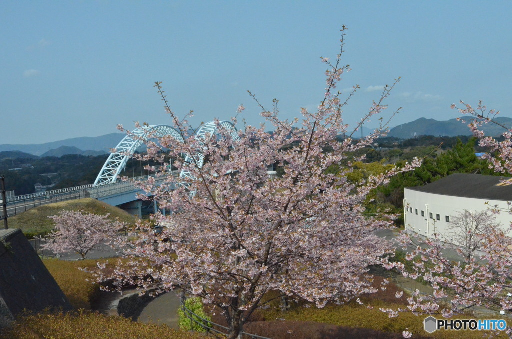 新西海橋とさくら。