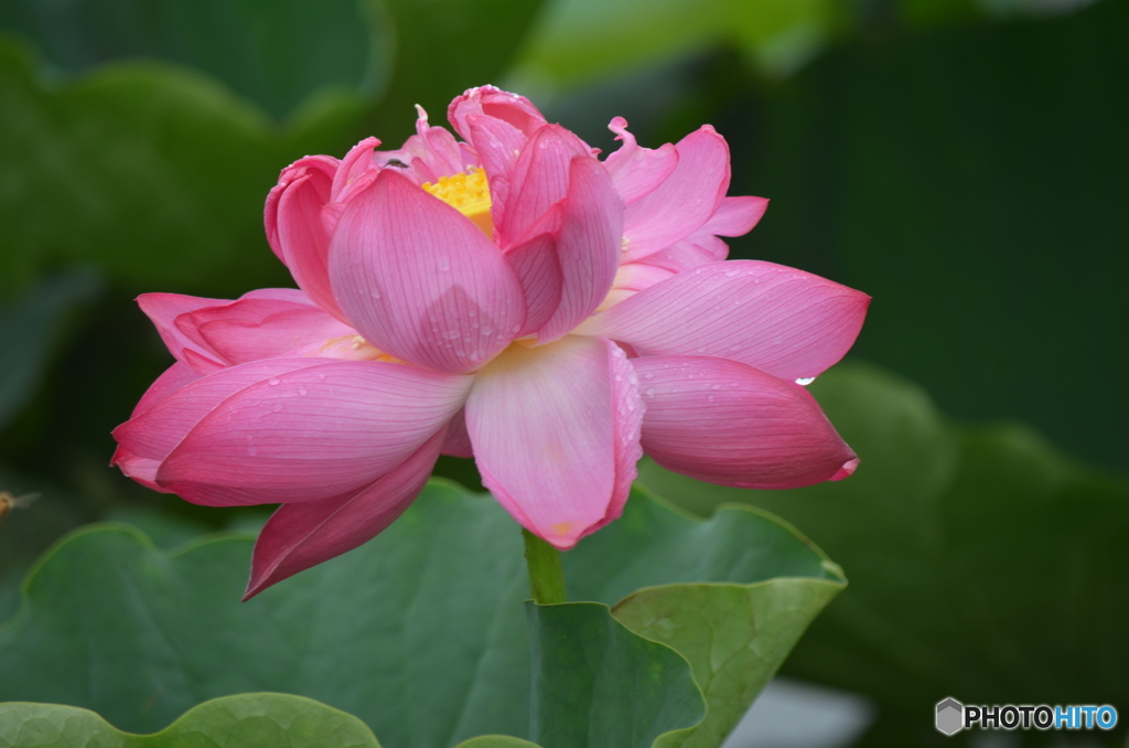 赤い蓮の花。