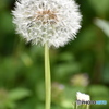 綿毛と綿毛のつぼみ～(^^♪。