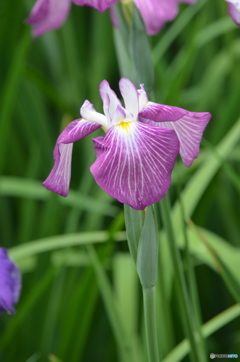 紫色の花菖蒲。