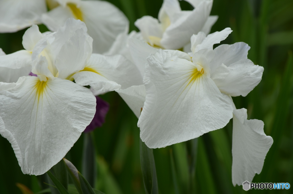白き花菖蒲。