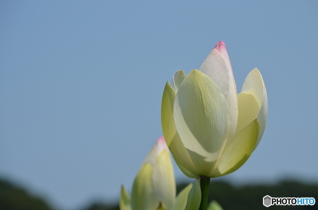 ハスの花の咲く頃。