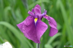 花菖蒲一輪。
