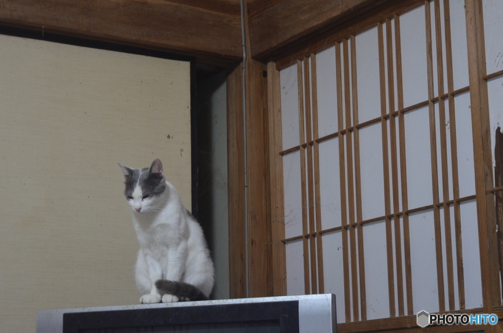 みみちゃん、久しぶり。
