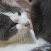 猫ちゃんではじまる。
