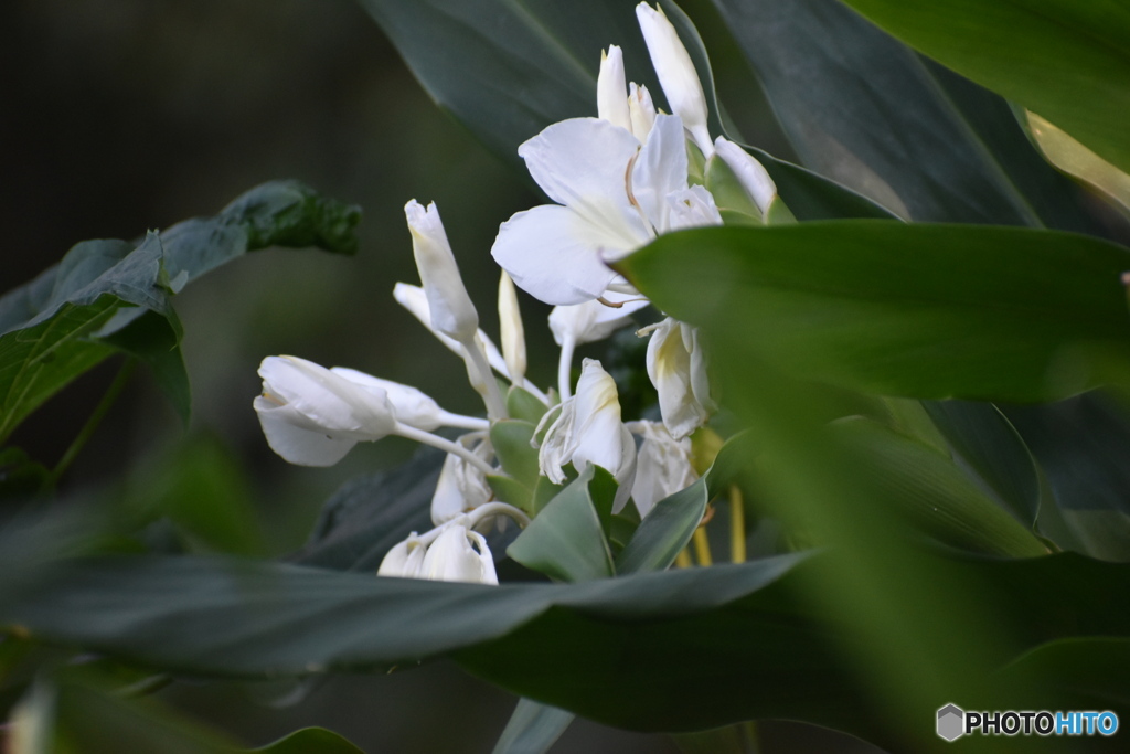 ウコンの花～(^^♪。