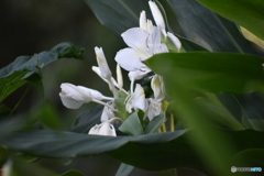 ウコンの花～(^^♪。