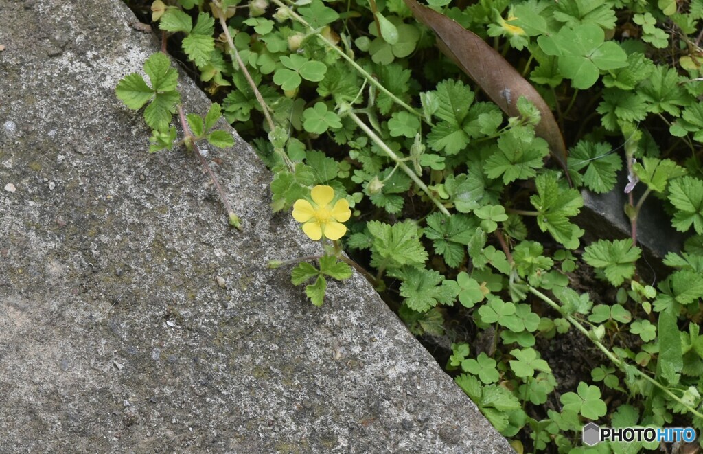 小さな黄色い花。